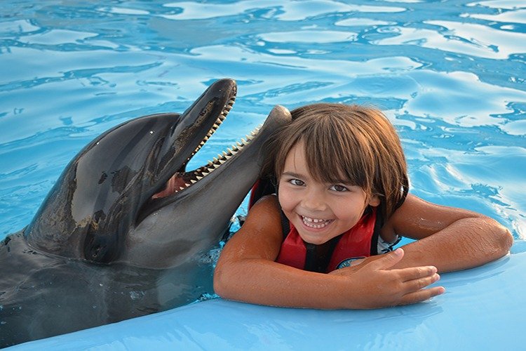 Photo season with Dolphins