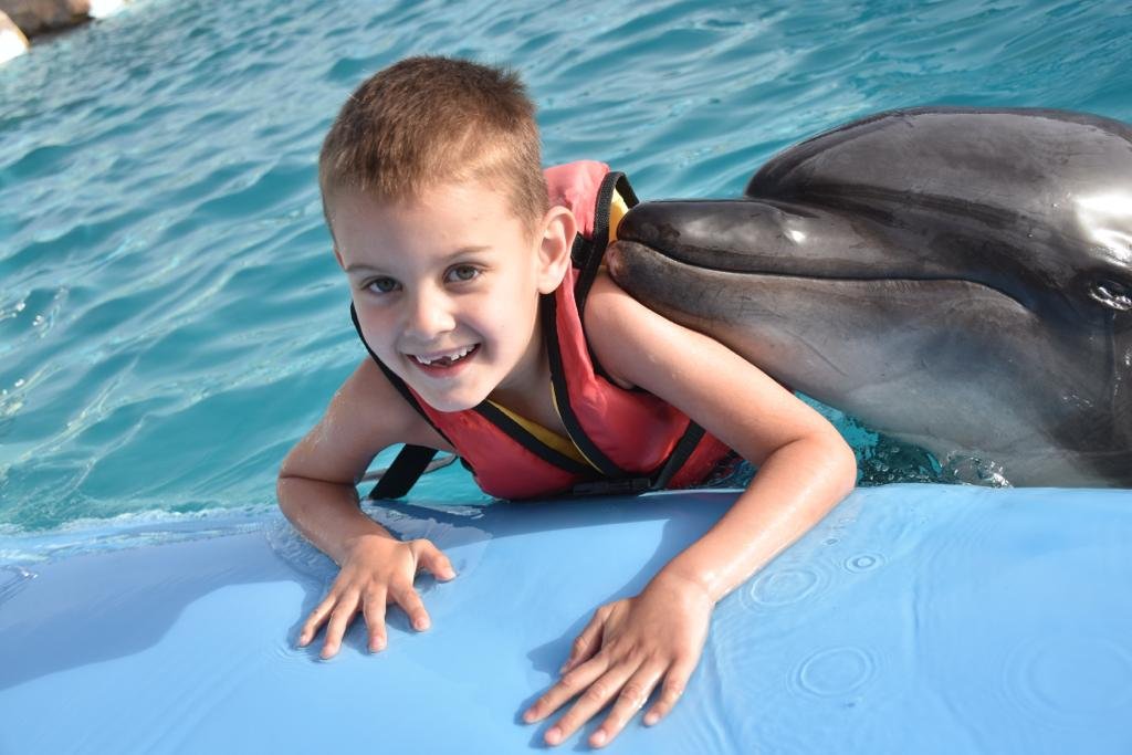 Photo season with Dolphins