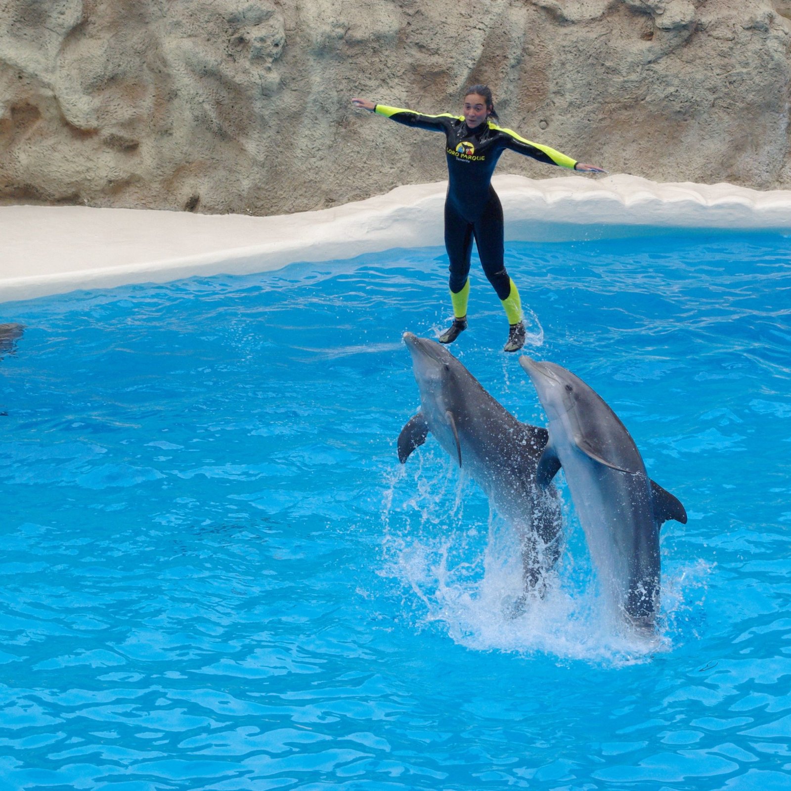 Dolphin show in Hurghada