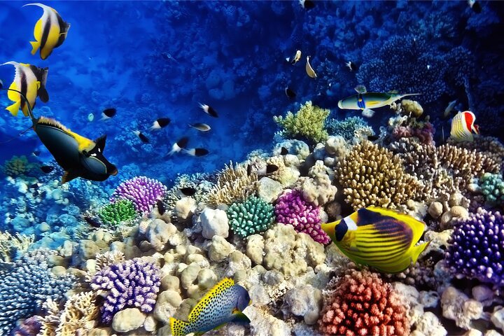 Marine Life and Coral