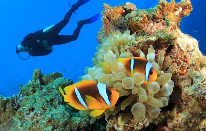 Top Rated Dive Sites in Marsa Alam Egypt