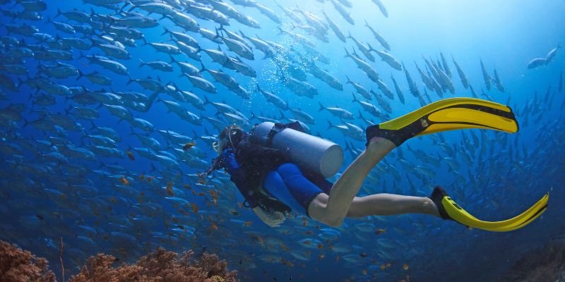 Why Choose Marsa Alam for Diving