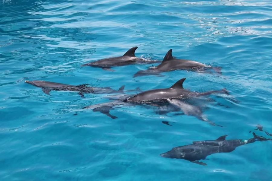 Dolphin House Snorkeling Tour – From Hurghada
