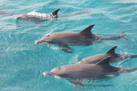 Dolphen house + diving